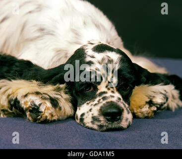 American Cocker Spaniel, Hund Stockfoto