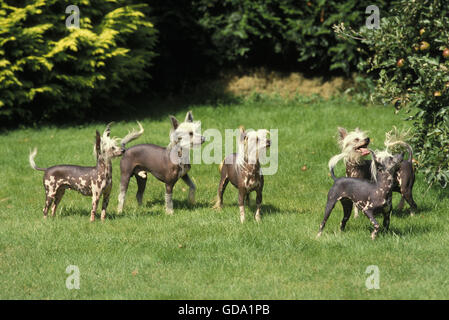 Chinese Crested Dog stehen auf dem Rasen Stockfoto