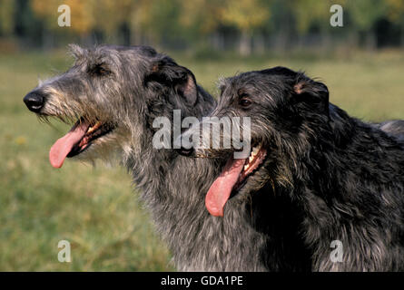 Scottish Deerhound, Porträt von Erwachsenen Hund mit Zunge heraus Stockfoto