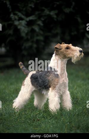 Rauhhaar Foxterrier, Hund stehend auf dem Rasen Stockfoto