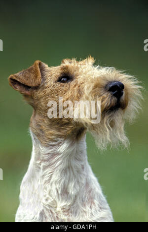 Porträt von Rauhhaar Foxterrier Stockfoto