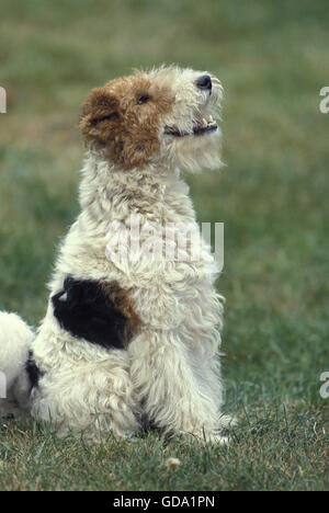 Rauhhaar Foxterrier, Hund sitzen auf Rasen Stockfoto