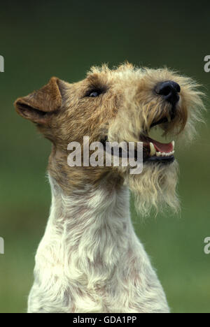 Porträt von Rauhhaar Foxterrier Stockfoto