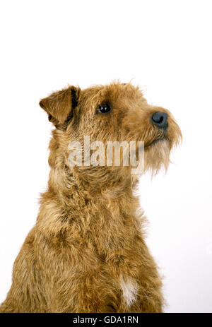 Porträt des Irish Terrier Hund vor weißem Hintergrund Stockfoto