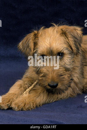 Irish Terrier Hund, Welpe Stockfoto