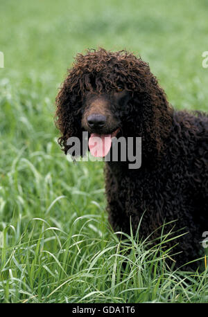 Irish Water Spaniel Hund, Erwachsene mit Zunge heraus Stockfoto