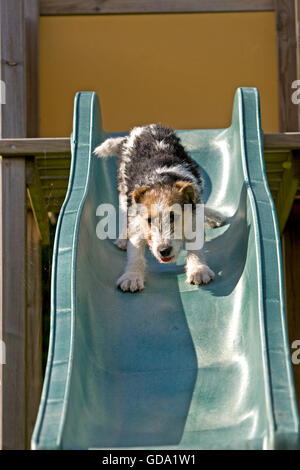 Rauhhaar Foxterrier Welpen spielen auf Folie Stockfoto