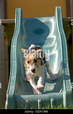 Rauhhaar Foxterrier Welpen spielen auf Folie Stockfoto