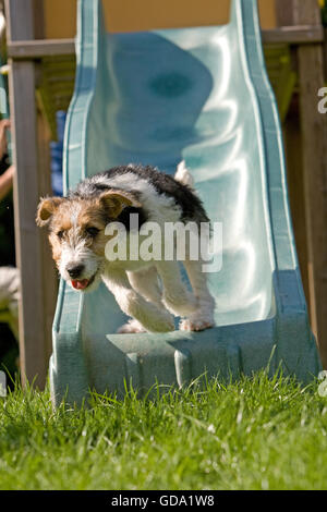 Rauhhaar Foxterrier Welpen spielen auf Folie Stockfoto