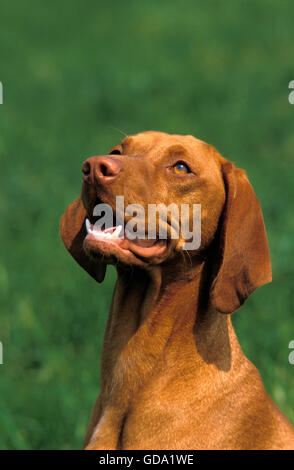 UNGARISCHE ZEIGER ODER VIZSLA HUND, PORTRÄT VON ERWACHSENEN Stockfoto