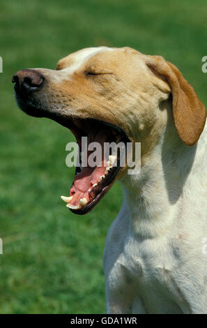 POINTER HUND, ERWACHSENEN GÄHNEN Stockfoto