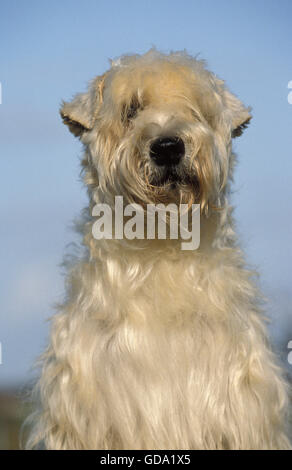 SOFT COATED WHEATEN TERRIER, PORTRÄT VON ERWACHSENEN Stockfoto
