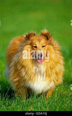 Sheltie, Hund stehend auf dem Rasen Stockfoto