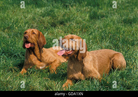 Ungarische Zeiger oder Vizsla Hund Verlegung auf Rasen Stockfoto