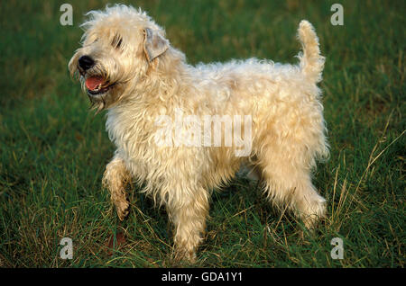 Soft Coated Wheaten Terrier stehend auf dem Rasen Stockfoto