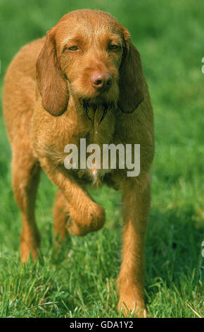 UNGARISCHE ZEIGER ODER VIZSLA HUND, ERWACHSENEN ZEIGEN Stockfoto