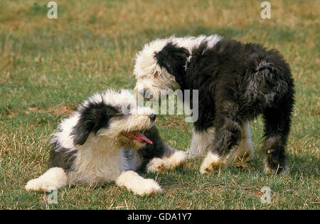 BOBTAIL HUND ODER OLD ENGLISH SHEEPDOG, WELPEN STEHEN AUF DEM RASEN Stockfoto