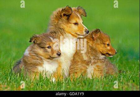 Sheltie Welpen sitzen auf Rasen Stockfoto