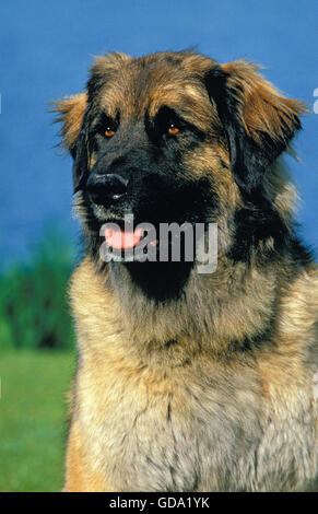 LEONBERGER HUND IN DER NÄHE VON WASSER, PORTRÄT VON ERWACHSENEN Stockfoto