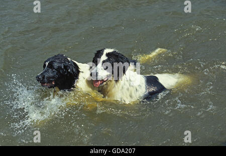 Landseer Hund, Erwachsene spielen im Wasser Stockfoto