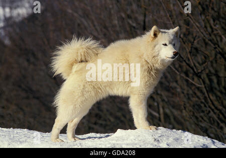 Samojede Hundeschlitten, Hund stehend auf Schnee Stockfoto