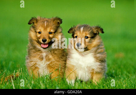 Sheltie Welpen sitzen auf Rasen Stockfoto