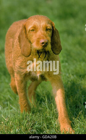 UNGARISCHE ZEIGER ODER VIZSLA HUND Stockfoto