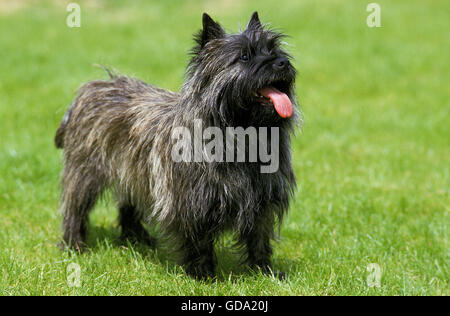 Cairn-Terrier Hund stehend auf Rasen Stockfoto