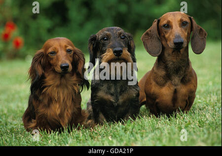 Rauhaar und Smoot-Haired und Langhaar Dackel stehend auf Rasen Stockfoto