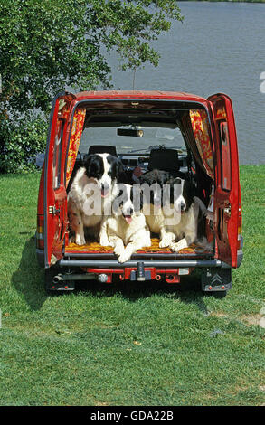 Landseer Hunde stehen in Red Car Stockfoto