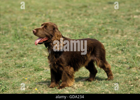 Field Spaniel Hund stehend auf dem Rasen Stockfoto