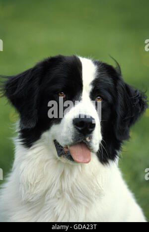 Landseer Hund, Porträt von Erwachsenen Stockfoto