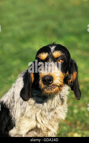 Porträt von Blue Gascony Griffon Hund Stockfoto