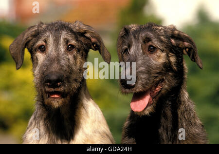 Porträt von Irish Wolfhound Hund Stockfoto