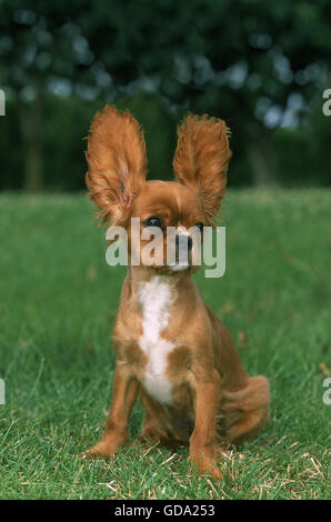 Cavalier King Charles Spaniel Hund, Welpe mit Ohren Up, ruby Stockfoto