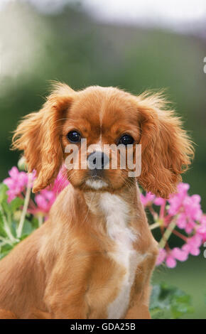 CAVALIER KING CHARLES SPANIEL, Welpen mit GERANIEN Blumen, ruby Stockfoto