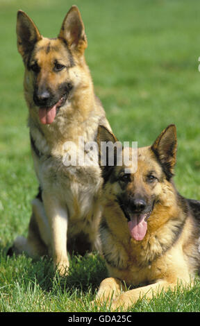 DEUTSCHER SCHÄFERHUND, PAAR AUF GRASLAND Stockfoto