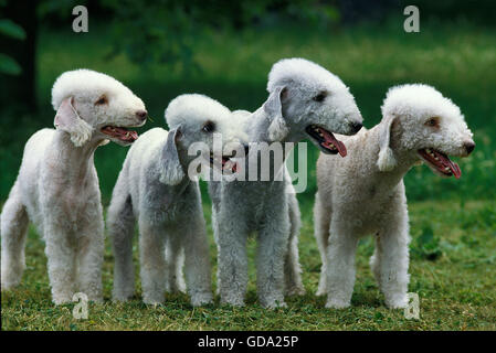 BEDLINGTON TERRIER, GRUPPE VON ERWACHSENEN AUF GRASLAND Stockfoto