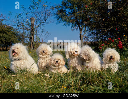 Bichon Frise Hunde, Erwachsene auf Rasen Stockfoto