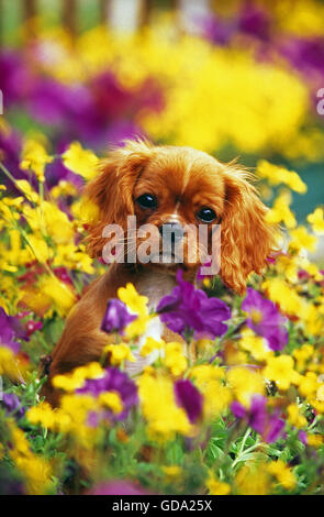 Cavalier King Charles Spaniel Hund, Welpe mit Blumen, ruby Stockfoto