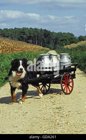 BERNER SENNENHUND, ERWACHSENEN ZIEHEN EINEN KARREN MIT MILCHKANNE Stockfoto