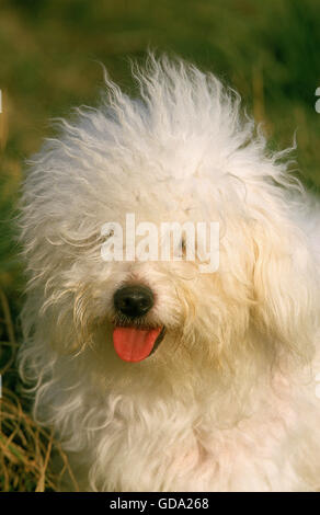 Bichon Frise Hund, Portrait mit Zunge heraus Stockfoto