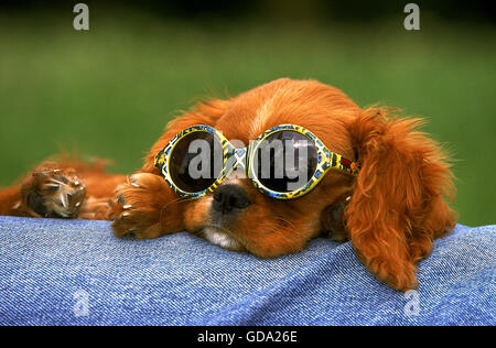CAVALIER KING CHARLES SPANIEL, Welpen mit Sonnenbrille, ruby Stockfoto