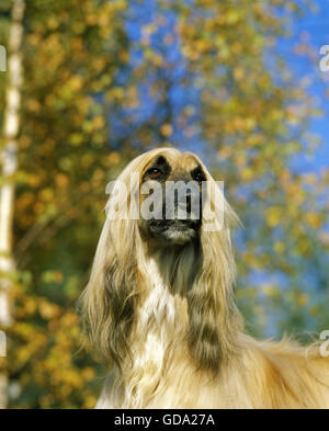 Afghanischer Windhund, Portrait des Hundes Stockfoto