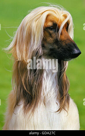 Afghanischer Windhund, Portrait des Hundes Stockfoto