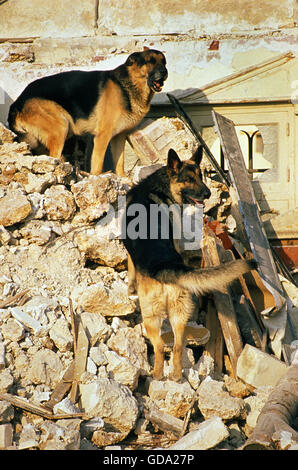 Deutscher Schäferhund während einer Katastrophe Hundetraining Stockfoto