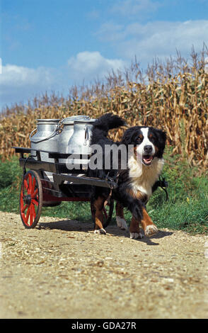 Berner Sennenhund ziehen einen Karren mit Milchkannen Stockfoto