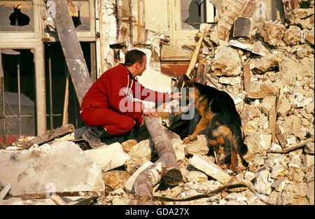 Deutscher Schäferhund während einer Katastrophe Hundetraining Stockfoto