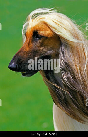 Afghanischer Windhund, Porträt von Erwachsenen Stockfoto