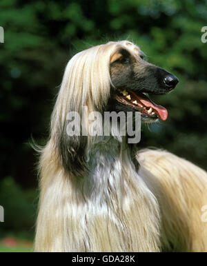 Afghanischer Windhund, Porträt von Erwachsenen Stockfoto